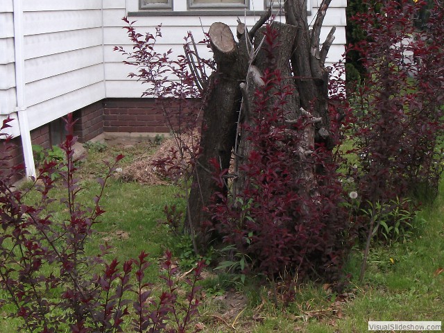 Plum grove...