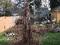 The first thing I did was set up a kind of totem where I planted peas. Gotta eat your peas, you know.