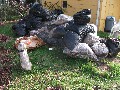 Besides, I had about 120 bags of leaves which I collected from around the neighborhood last fall...