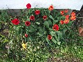 Then, the tulips started popping up. This is where things start becoming FUN!