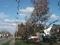 Late April, a crew came by and cut some branches away from power lines on Titus. I asked them to cut mine way back and I'd take the rest of the tree down myself. The result was a kind of half-tree.