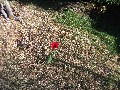 "Alpha Tulip" found its way to the front yard all alone.