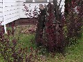 Plum grove...